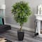 5.5ft. Potted Mango Tree in Decorative Black Planter